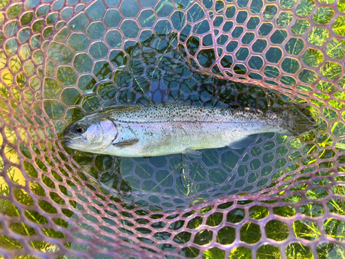 ニジマスの釣果