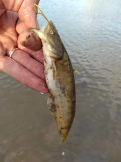 ナマズの釣果