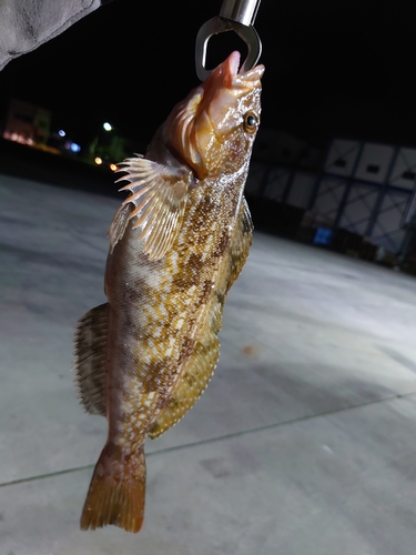 アイナメの釣果