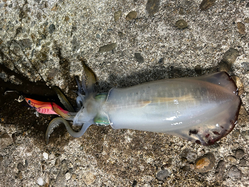 アオリイカの釣果