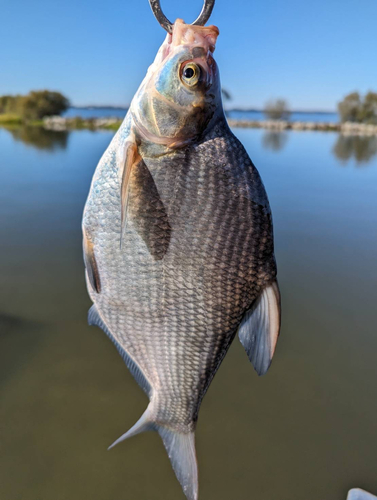 アメリカナマズの釣果