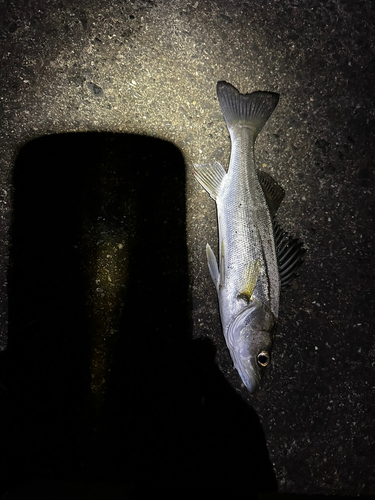 セイゴ（マルスズキ）の釣果