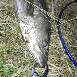 うあぁぁ麺の釣果