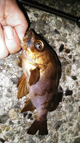 アカメバルの釣果