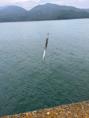 タチウオの釣果