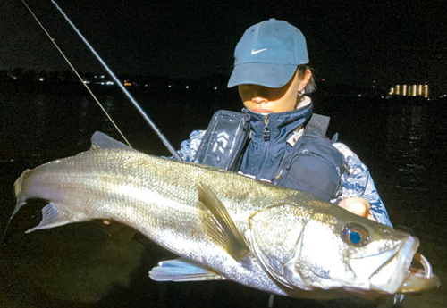 シーバスの釣果