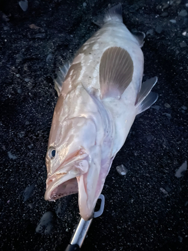 クエの釣果