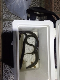 ウナギの釣果