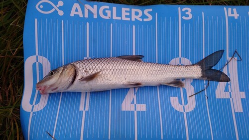 ニゴイの釣果