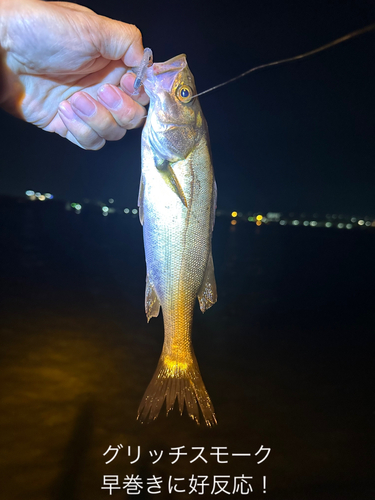 シーバスの釣果