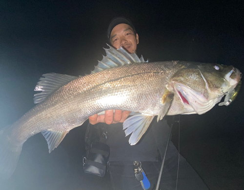 スズキの釣果