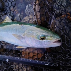 ツバイソの釣果