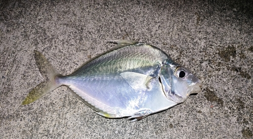 釣果