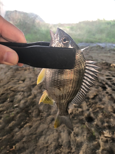 キビレの釣果