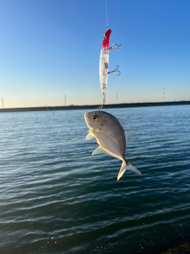 メッキの釣果