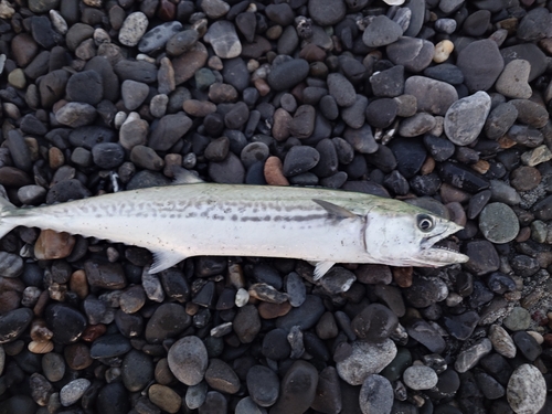 サゴシの釣果