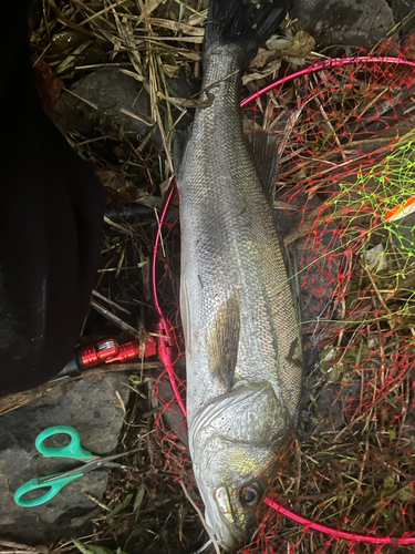 シーバスの釣果