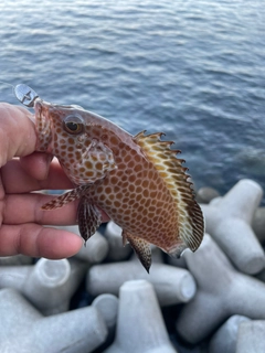 オオモンハタの釣果