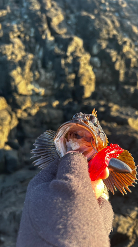 ムラソイの釣果