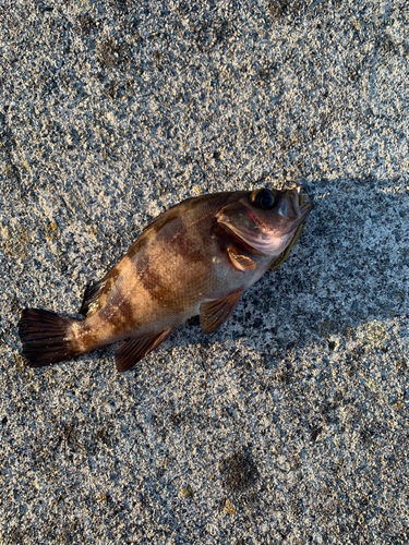 アイナメの釣果