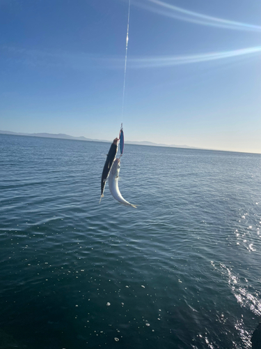 サバの釣果