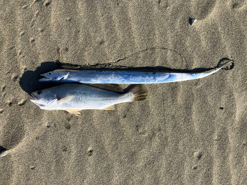 ニベの釣果