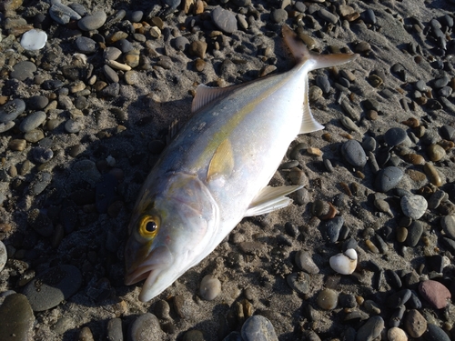 ショゴの釣果