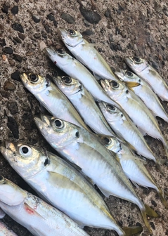 アジの釣果