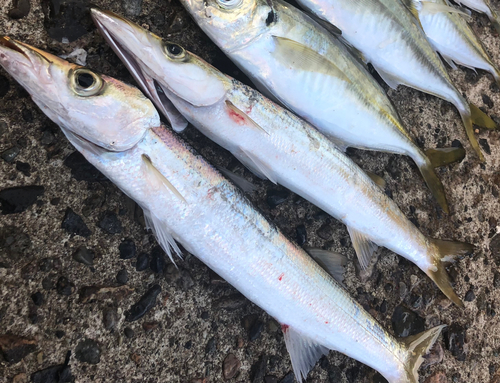 カマスの釣果