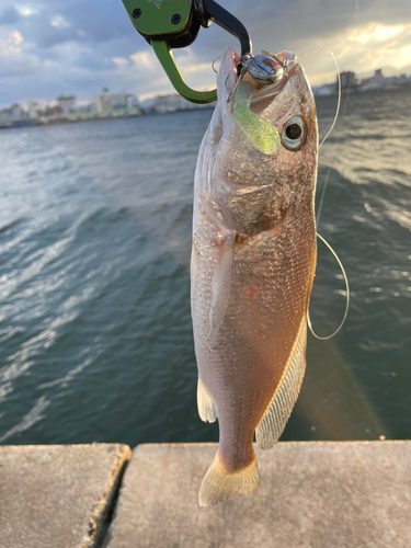 シログチの釣果