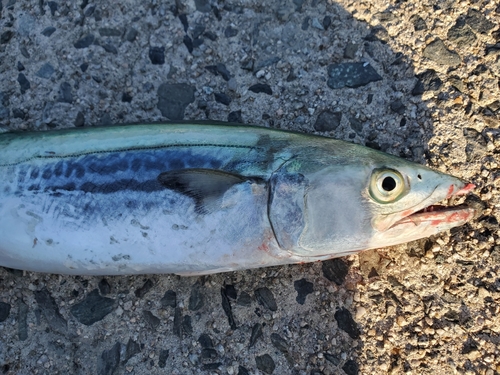 サゴシの釣果