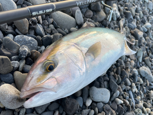 カンパチの釣果