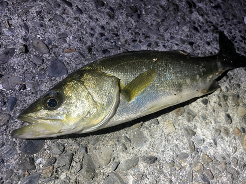 シーバスの釣果