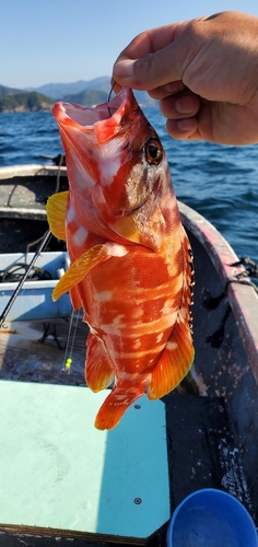 アカハタの釣果