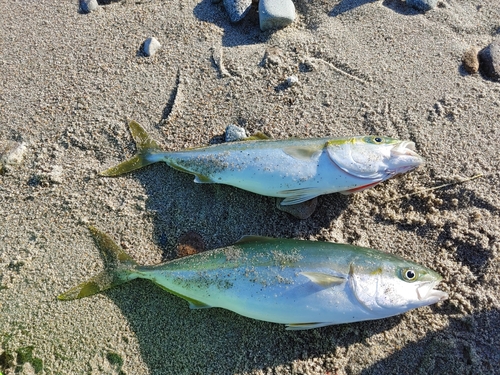 ツバイソの釣果