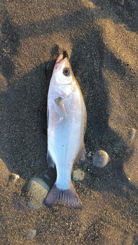 セイゴ（ヒラスズキ）の釣果