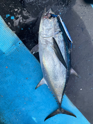 コシナガマグロの釣果