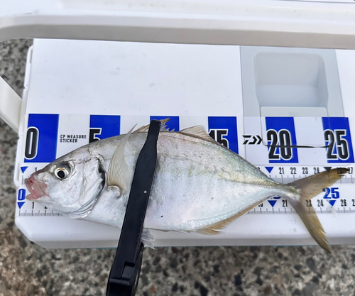 シマアジの釣果