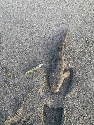 コチの釣果