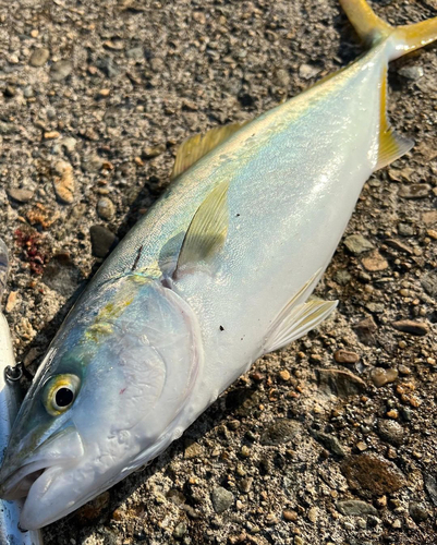 イナダの釣果