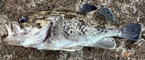 クロソイの釣果