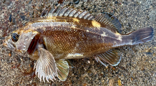 エゾメバルの釣果