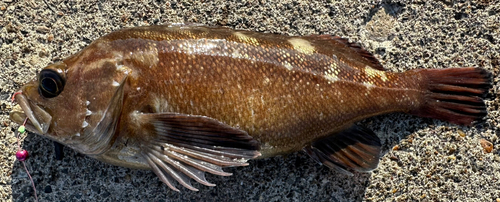 エゾメバルの釣果