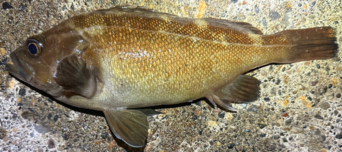 エゾメバルの釣果