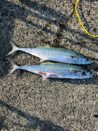 サゴシの釣果