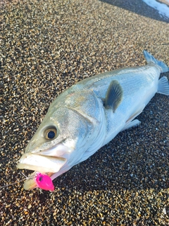 スズキの釣果