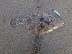 ヒラメの釣果