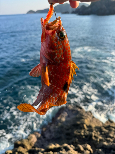 キジハタの釣果