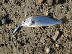 ニベの釣果