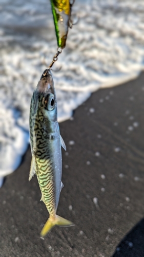 サバの釣果